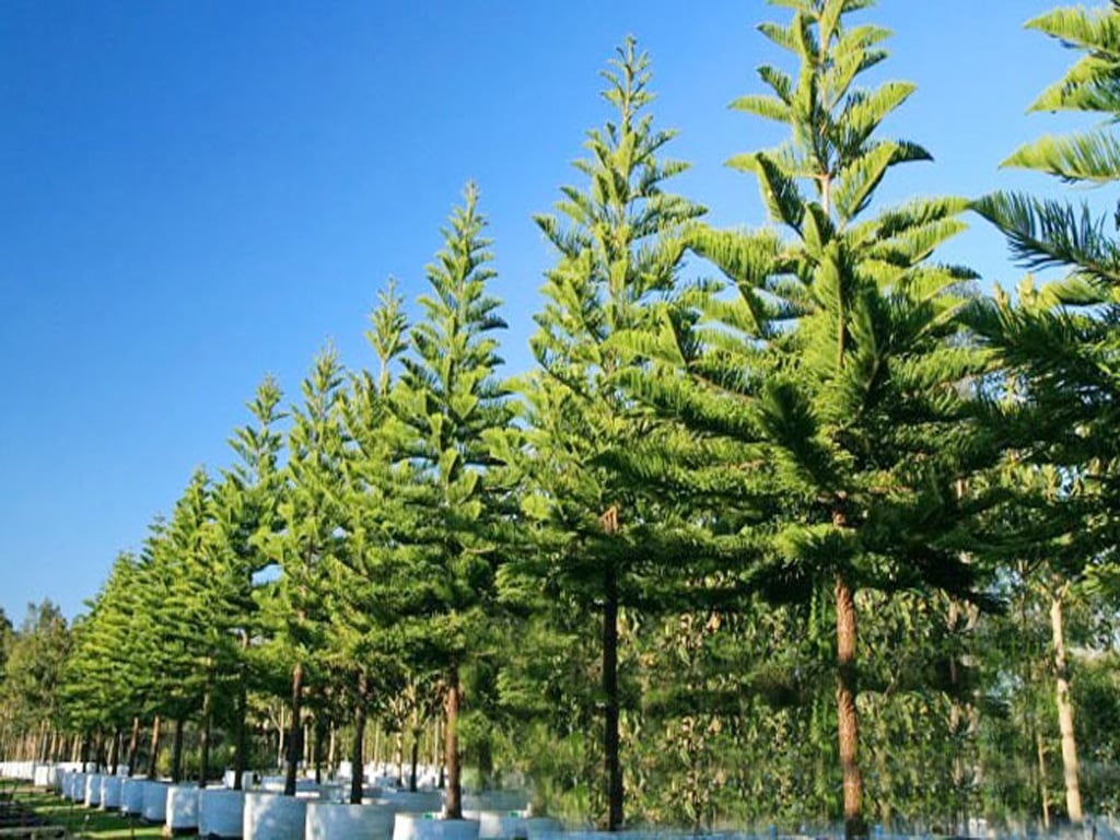 Tân Mão 2011 mang mệnh Tùng Bách Mộc biểu trưng cho sức sống bền bỉ